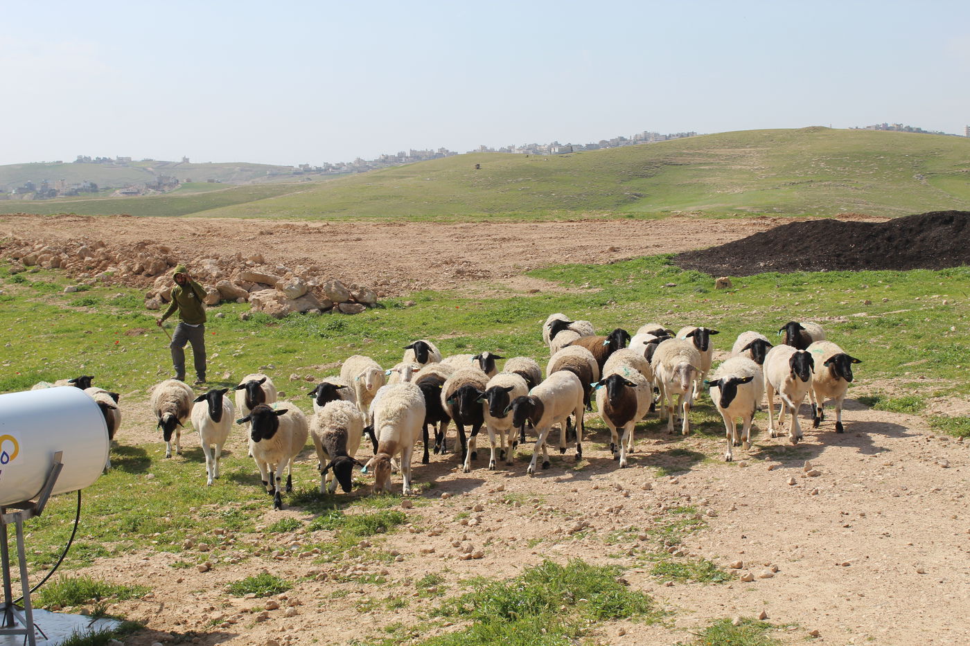 כבשים ב'חוות צאן קדר'
