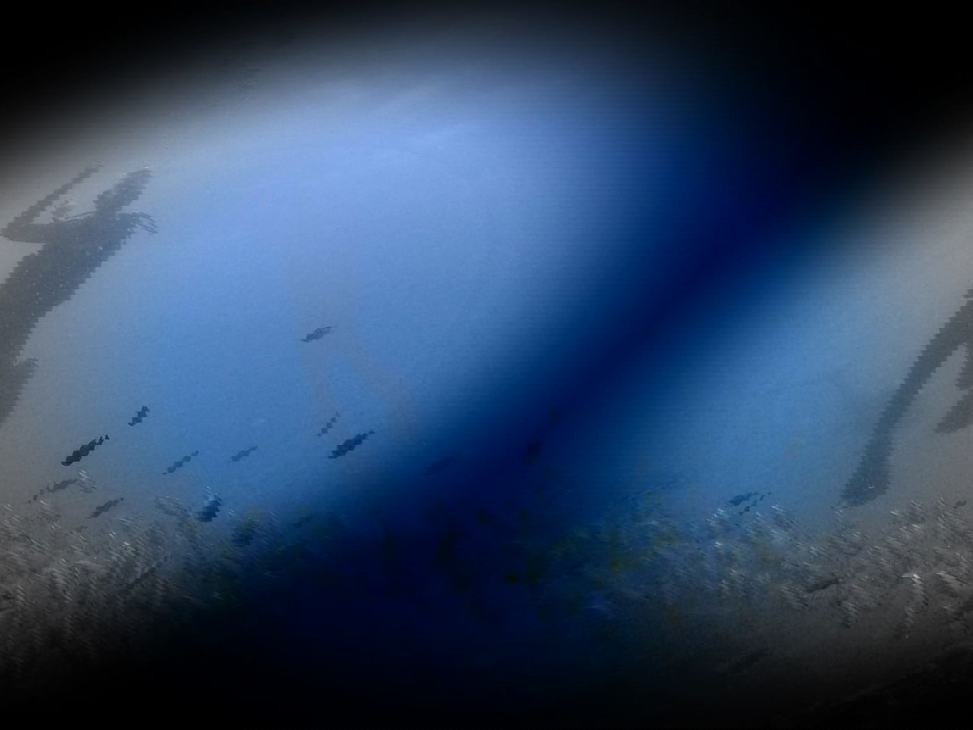 תמונת השבוע: צלילה בתאילנד עם להקת דגים