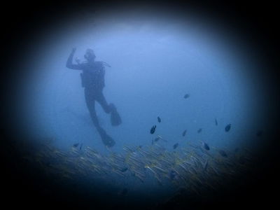 תמונת השבוע: צלילה בתאילנד עם להקת דגים