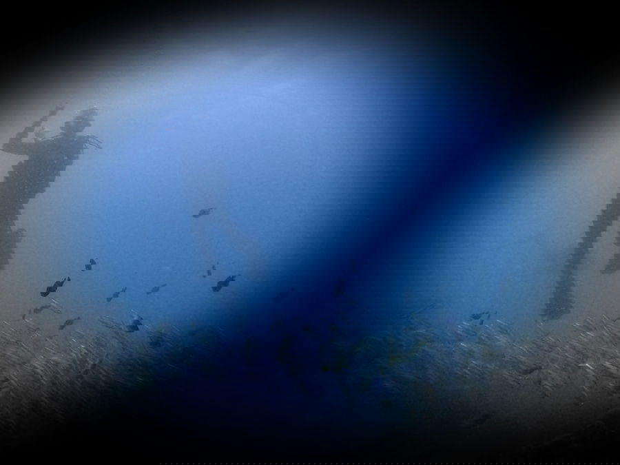 תמונת השבוע: צלילה בתאילנד עם להקת דגים