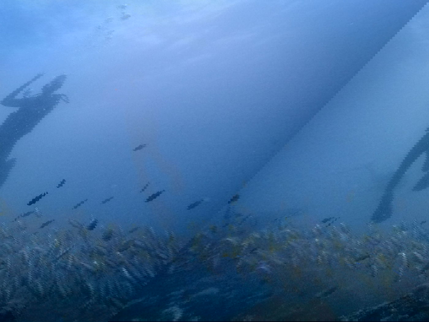 תמונת השבוע: צלילה בתאילנד עם להקת דגים