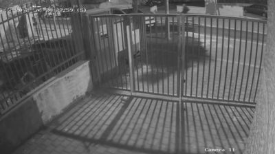 הימלטות המחבלים