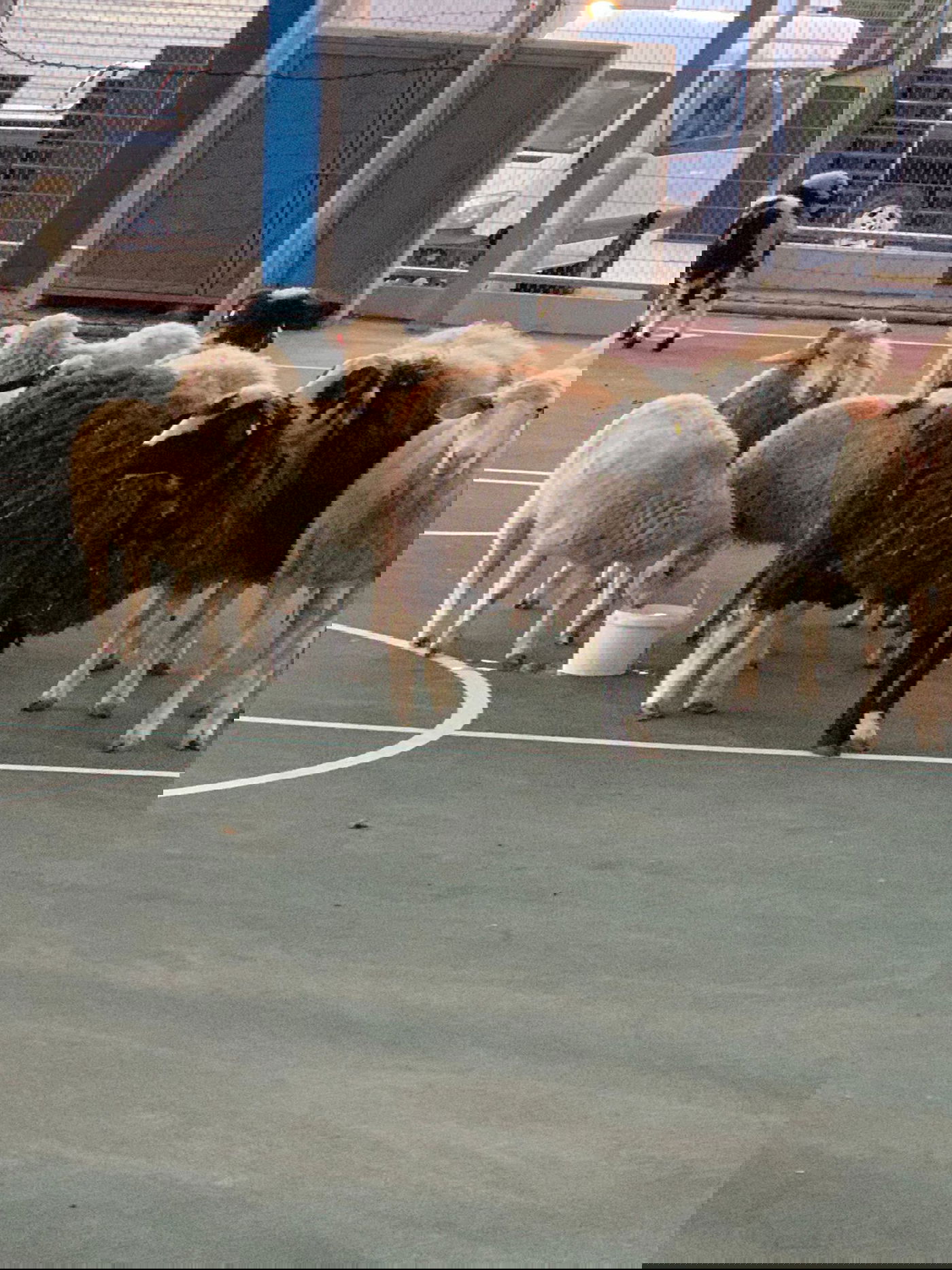 תושבי רהט נתפסו על חם גונבים צאן ממשק חקלאי במושב בניה