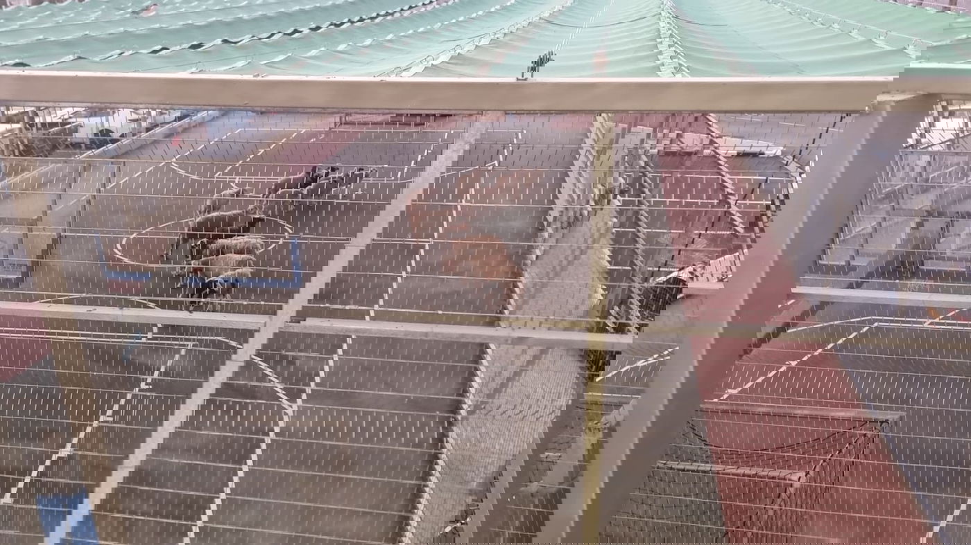 תושבי רהט נתפסו על חם גונבים צאן ממשק חקלאי במושב בניה