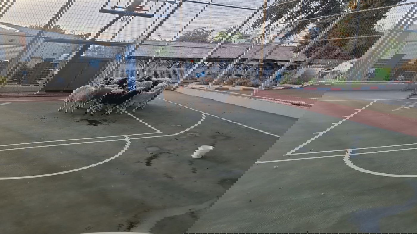 תושבי רהט נתפסו על חם גונבים צאן ממשק חקלאי במושב בניה