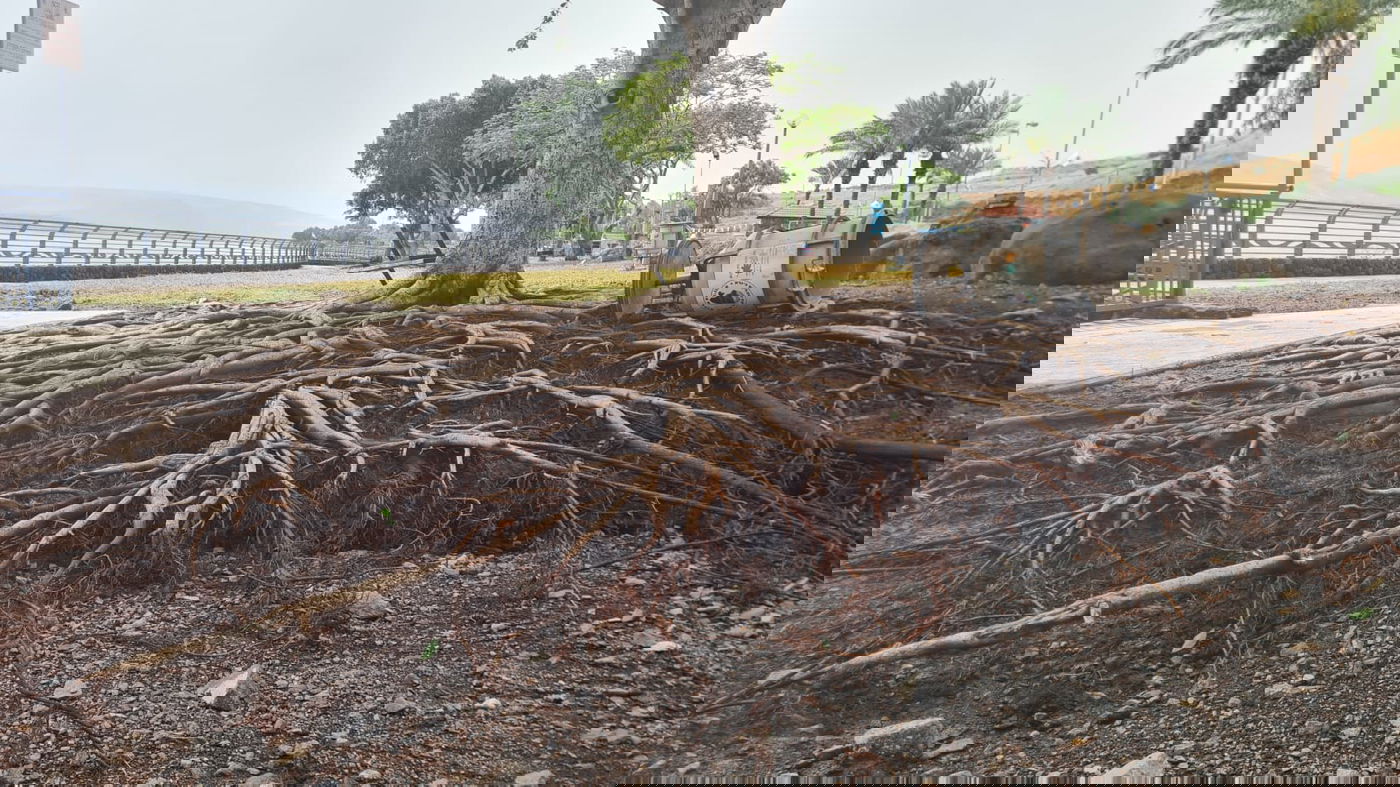 סופה קשה בטבריה: עצים קרסו, החופים נסגרו