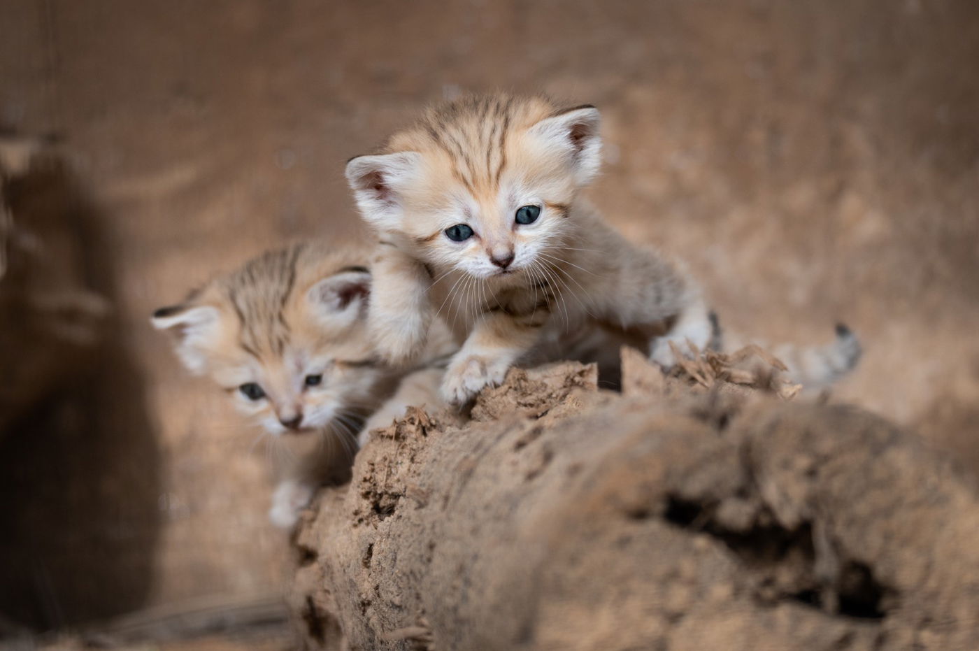 חמישה גורים נולדו לחתולי החולות; תיעוד