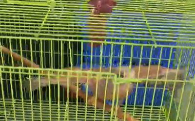 ציפור בז שנתפסה אתמול