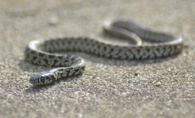 נחש. אילוסטרציה