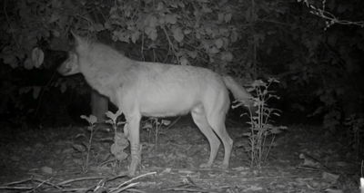 הזאבים שהתגלו