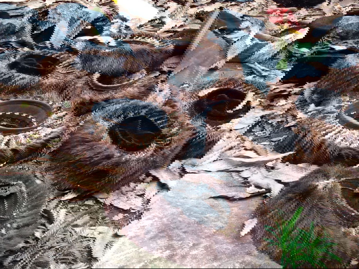 השטריימלים פזורים בשטח