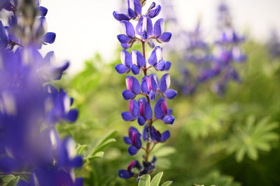 מקשטים את הבית בפרחים? כך תזהרו מחרקים