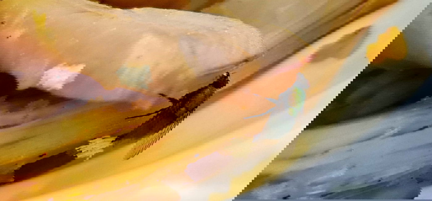 הזבוב והביצים