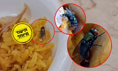 הזבוב מטיל ביצים