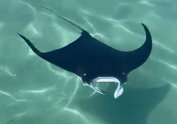 תצפית נדירה: דג מנטה תועד במפרץ אילת