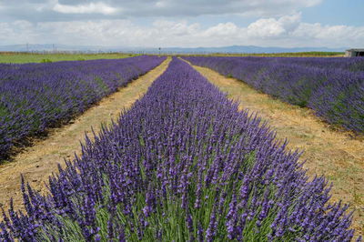 שדה פרחי לוונדר סמוך למושב שעל
