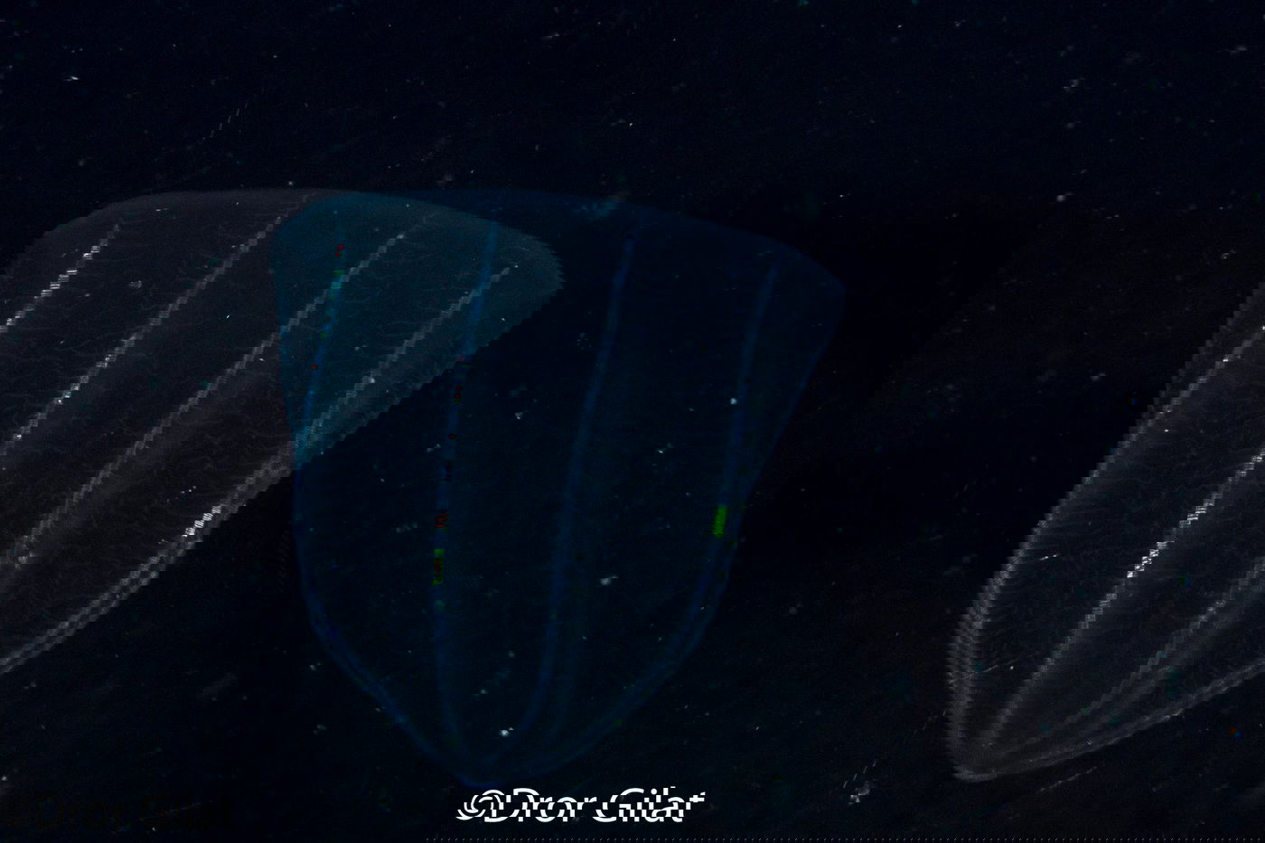 מסרקנית לידי