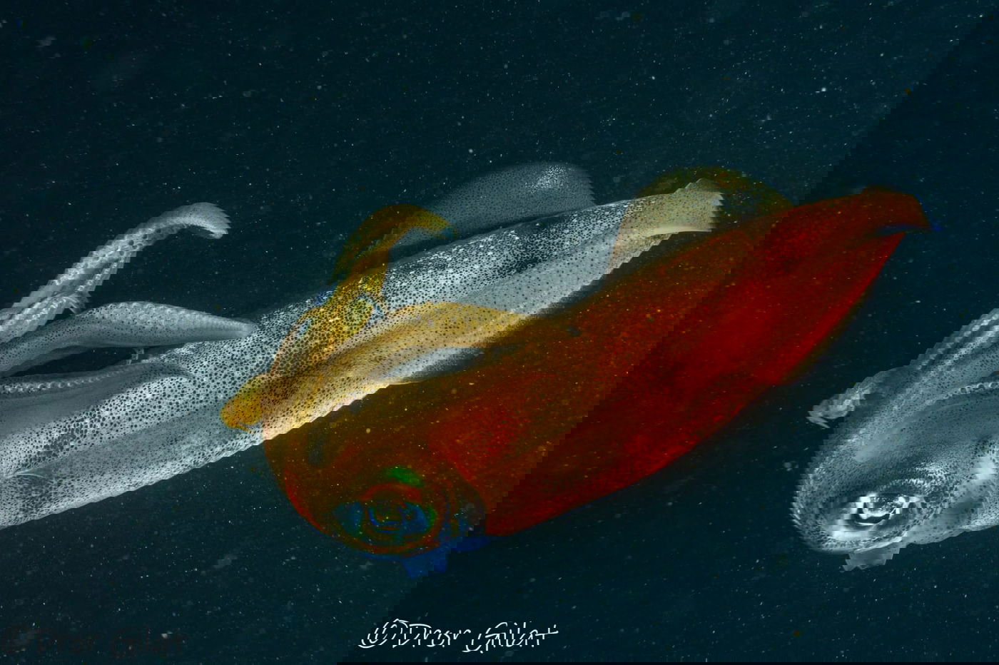 תראו את הצבעים של הדיונון המדהים הזה!