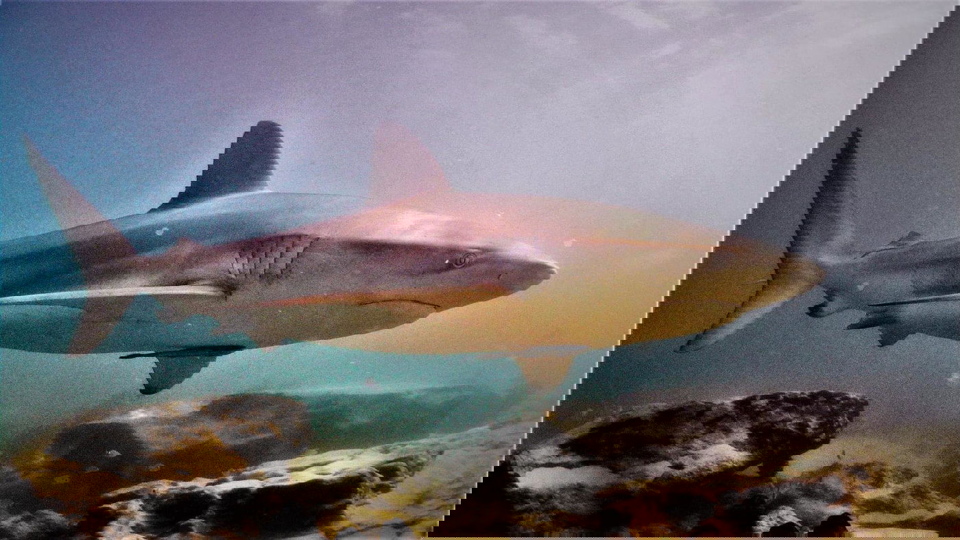 כריש מסוג עפרורי שצולם בשפל נחל חדרה