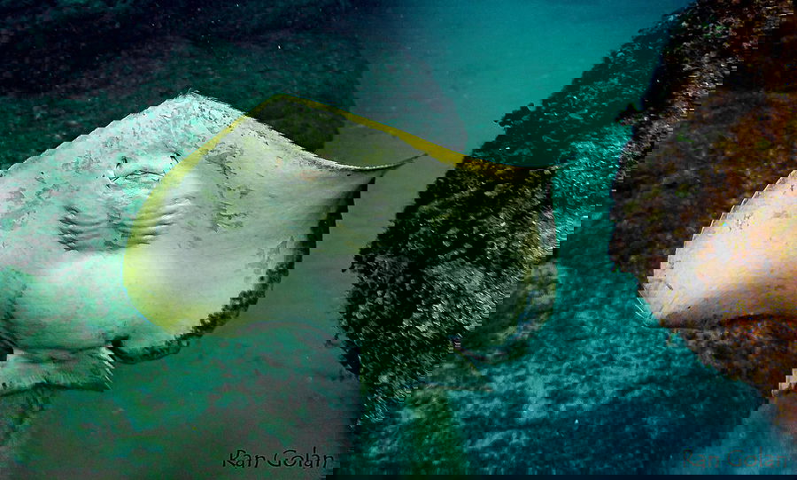 משה מנס צולל אל מעמקי הים עם טריגונים, חלילן, סול, דיונון ועוד