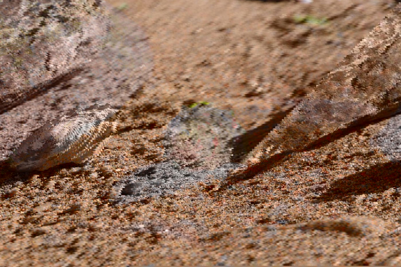 טיול מרהיב לנופי סיני דרך עדשת המצלמה