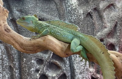 בְּזִילִיסְק: לטאת הענק שרצה על המים • צפו