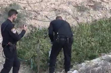 השמדת הסמים