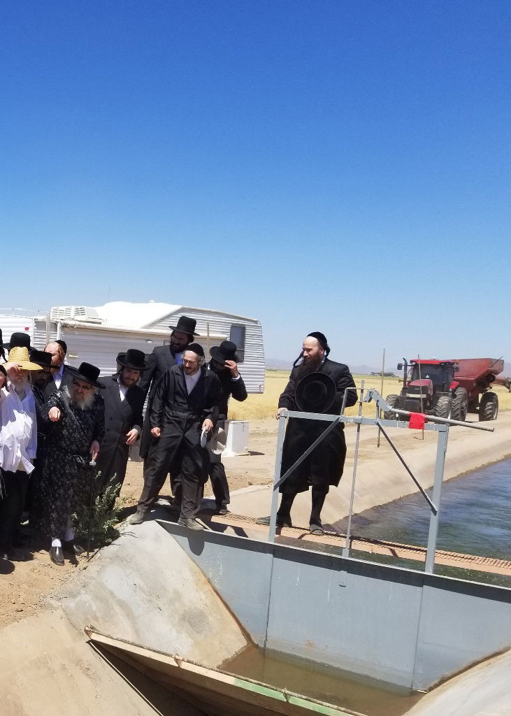 הרבי מסאטמר עלה לקומביין וקצר חיטים