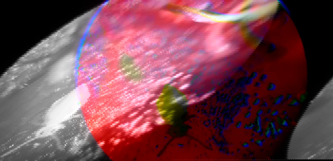 אוהבים פטל? לא תאמינו מה מצאנו בפנים