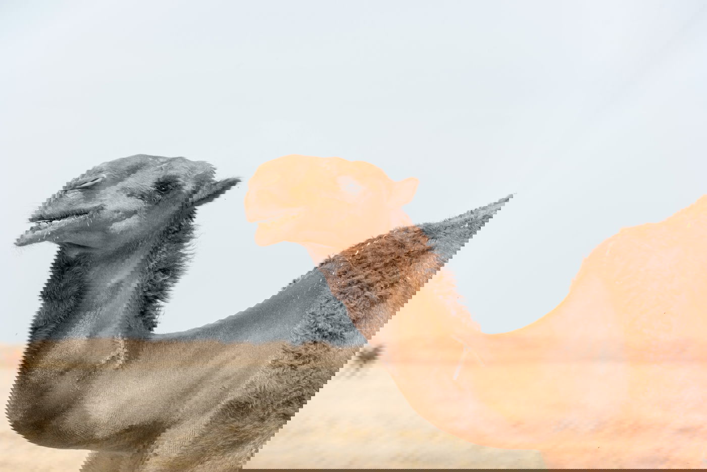 ארבעה מקומות שהדרך אליהם היא אטרקציה בפני עצמה