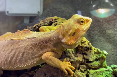 חַרְדּוֹן וְחַרְדּוֹנָהּ: הלטאות שיש להן... זקן • צפו