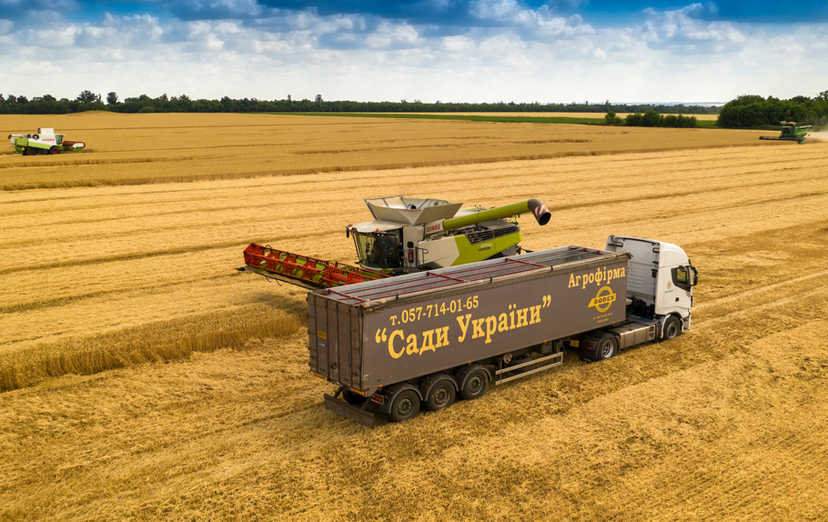 תבואה אוקראינית בימים טובים יותר