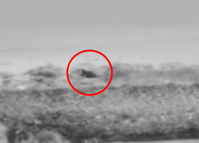 צפו: כך סיכלו הברחת נשק באזור ים המלח