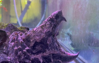 'נשכן': הצב הטורף והמתוחכם שנראה כאבן