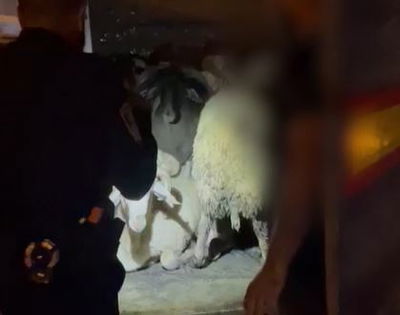 הכבשים בתת תנאים