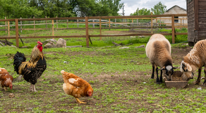 לו יכלו החיות לפתוח את פיהן מה היו אומרות?