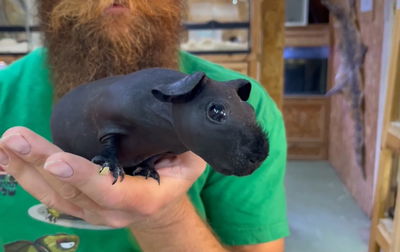 המכרסם שנראה כמו 'היפופוטם' קטן... • צפו