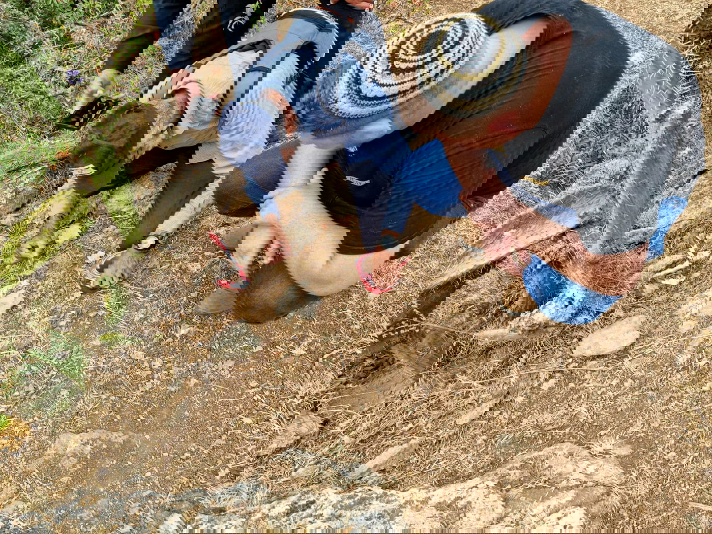 החיפושים היום