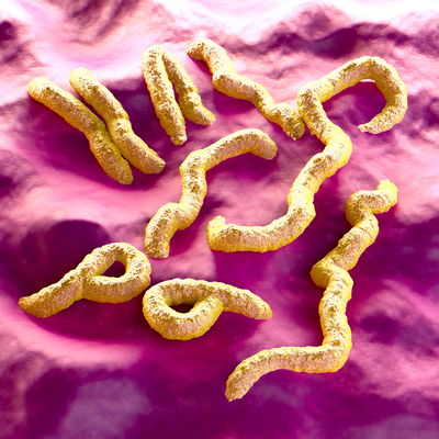 נגיף המרנבורג