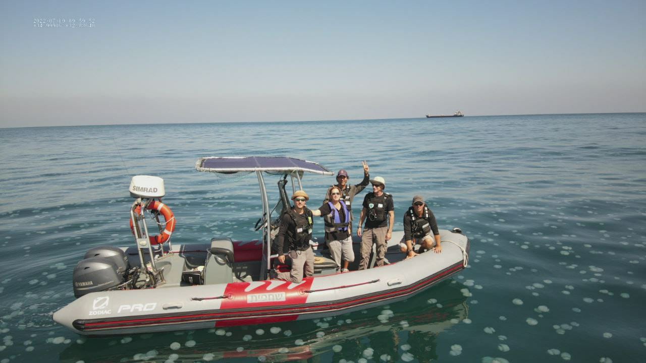 ים של מדוזות: נחיל מדוזות עצום ליד חיפה