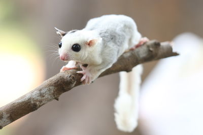 חיה המרחפת מעץ לעץ • וגם יש לה כיס