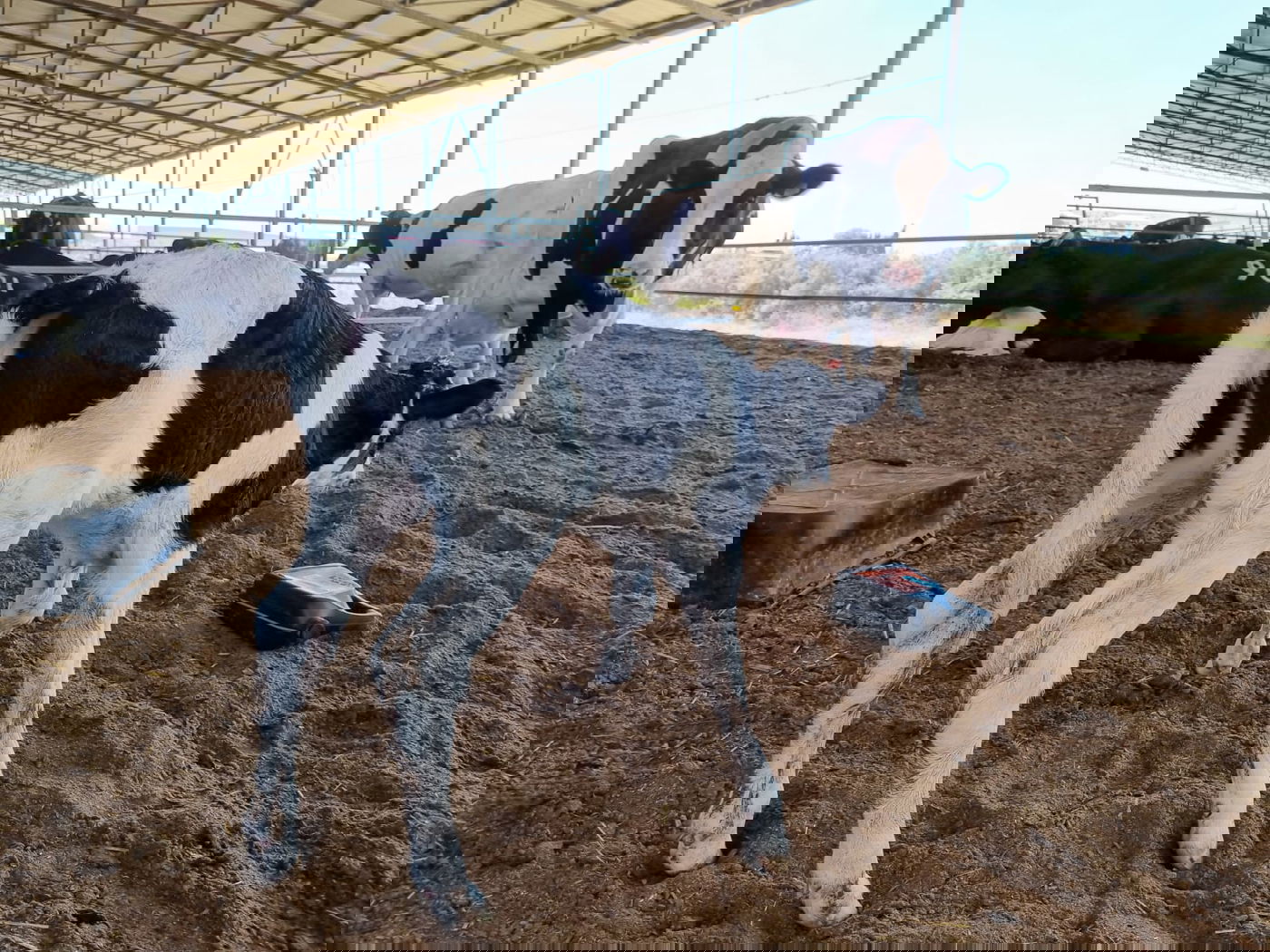 העגלה מתאוששת לצד אמה פרה 992