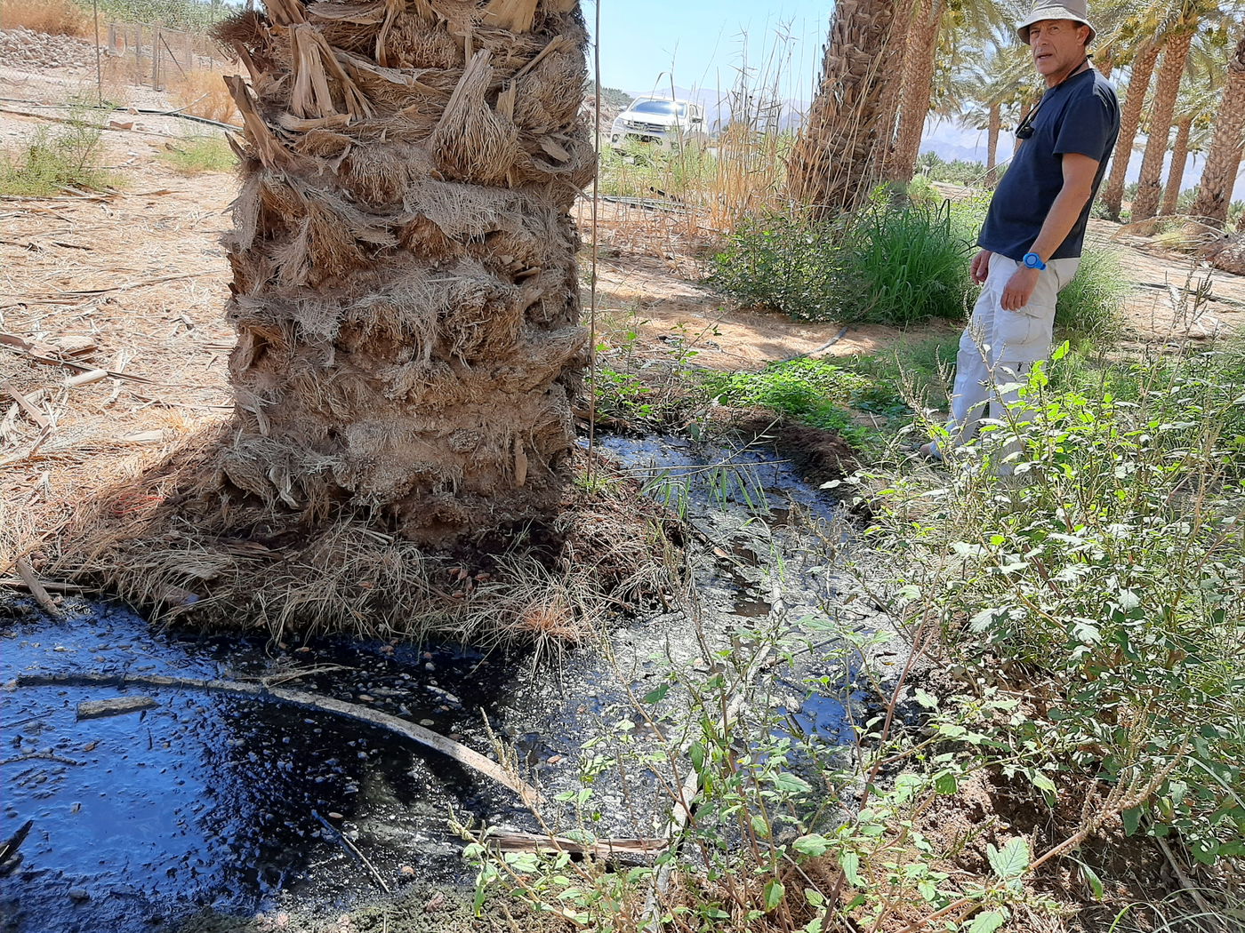 מטע תמרים בו נמצאו יתושים