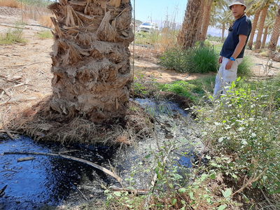 מטע תמרים בו נמצאו יתושים