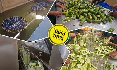 מחום לקור - במהירות; כך מפסטרים מלפפון חמוץ • צפו