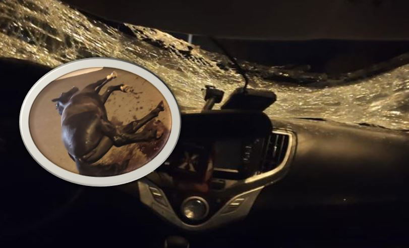 רכב המשפחה והסוס המת