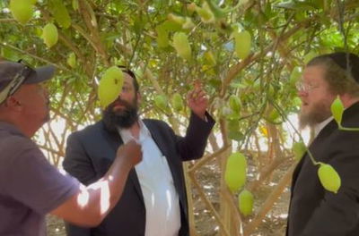 בודקים אתרוגים במרוקו