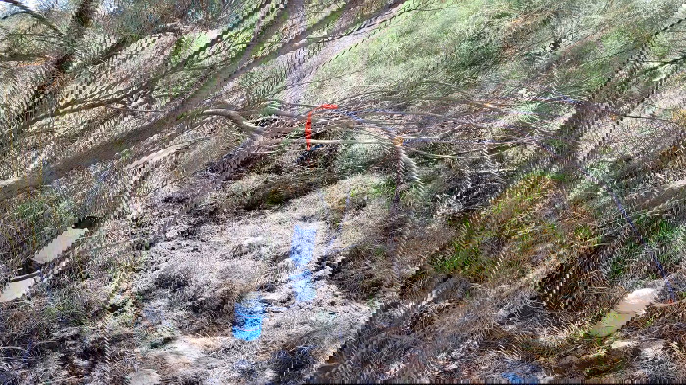 לכידת יתושים במלכודות מאזור הנעמן