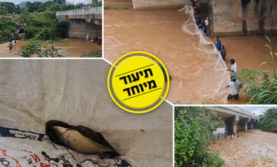 כך דגים דגים בהודו