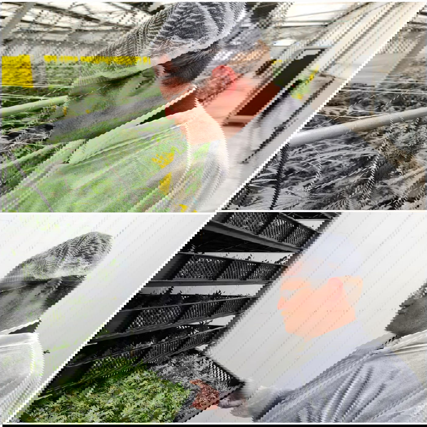 זופניק בכיכר • כל התמונות והנייעס של השבוע